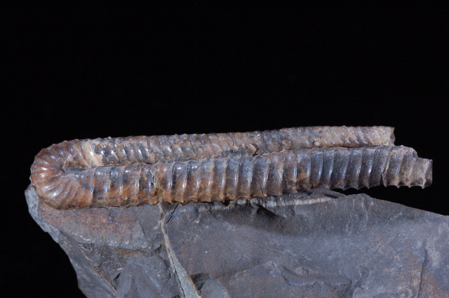 Solenoceras Ammonite, double  (BU792)