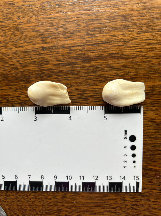 Bull Elk Teeth Pair (Vintage) EB13
